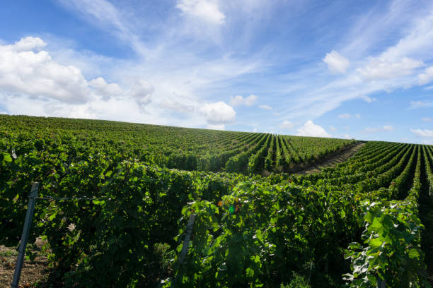 istock Row vine grape in champagne vineyards at montagne de reims 1331626346