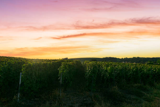 istock Row vine grape in champagne vineyards at montagne de reims 1331626352