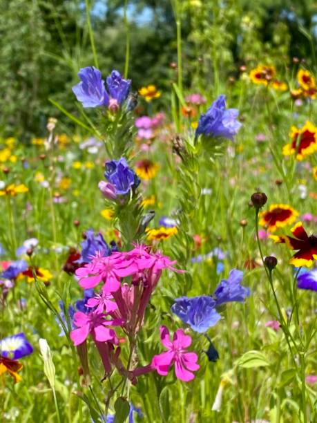 istock Colorful summer flowers on meadow 1331627212