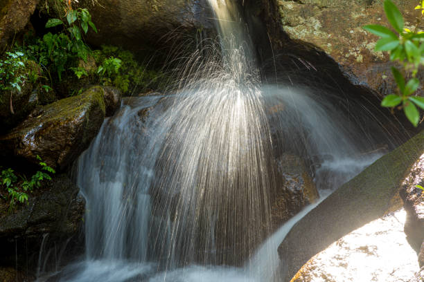 mountain stream, beautiful environment - tree stream forest woods imagens e fotografias de stock