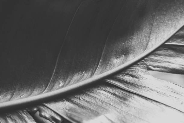istock Macrophotography the natural leaf dark style abstract background 1331629418