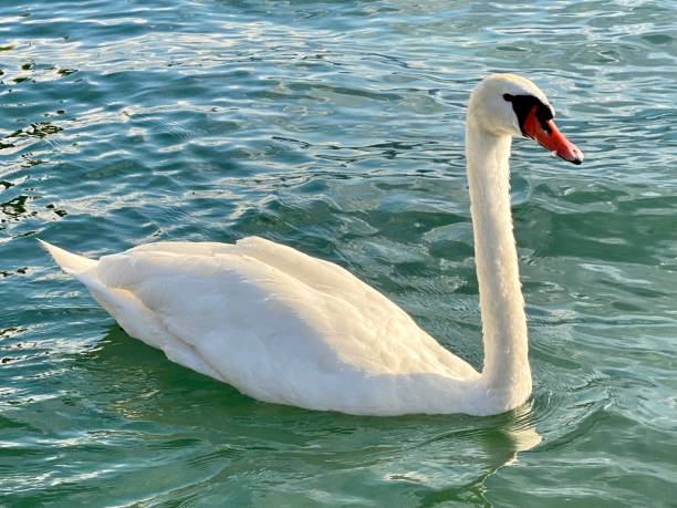 istock White swan on Lake Lucerne 1331629445