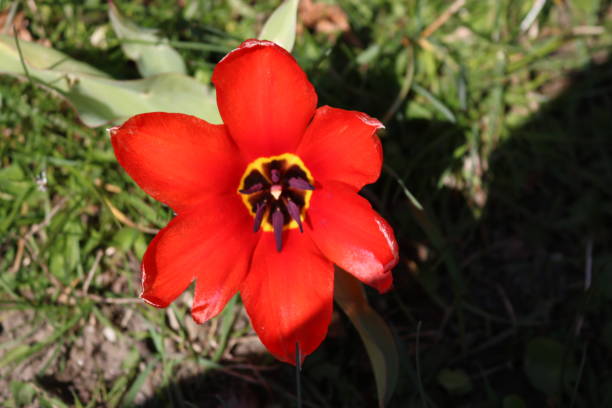 istock Flower Garmisch - Partenkirchen, Bavaria 1331630476