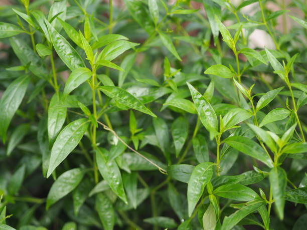 King of bitters scientific name Andrographis paniculata Burm, Wall. Ex Nees, Fah Talai jhon, Thai herbs relieve sore throat, reduce fever, heat up the cold green leaves vegetable nature protect coronavirus, covid-19 rey de los amargos nombre científico paniculata burm de andrographis, pared. ex nees, fah talai jhon, hierbas tailandesas alivian el dolor de garganta, reducen la fiebre, calientan las hojas verdes frías de la naturaleza vegetal protegen el coronavirus,