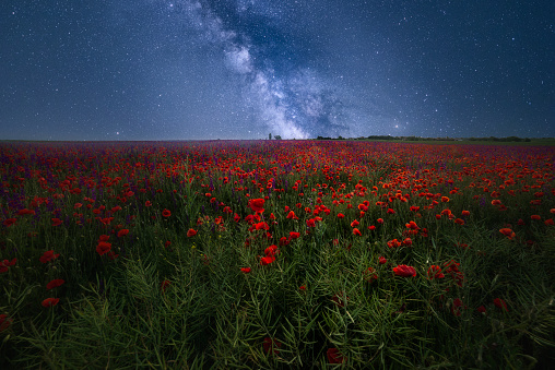 Peony field under starry sky. Dreamlike scene on a summer night.
