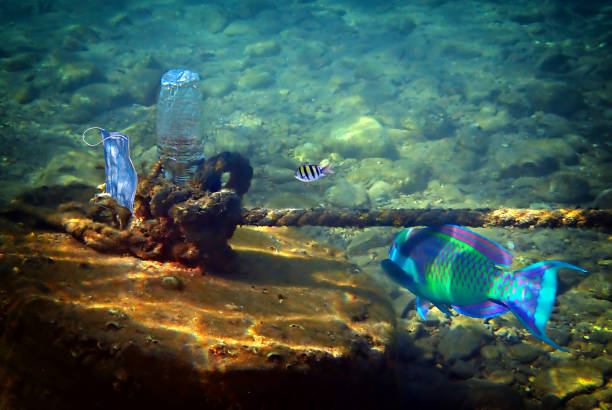 istock Polypropylene masks and plastic bottles in the Red Sea 1331632980