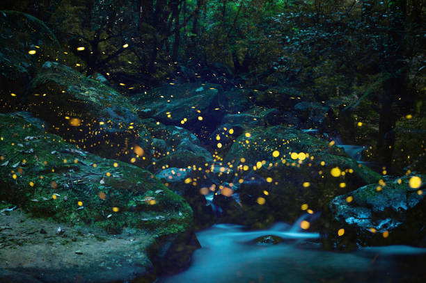 glühwürmchen tanzen am frühsommerlichen nachthimmel - leuchtkäfer stock-fotos und bilder