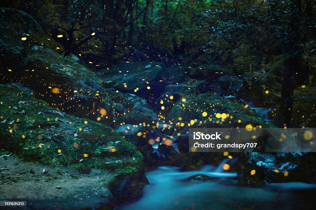 fireflies dancing in the early summer night sky Fireflies flying around while emitting a beautiful yellow light on an early summer night Firefly Stock Photo