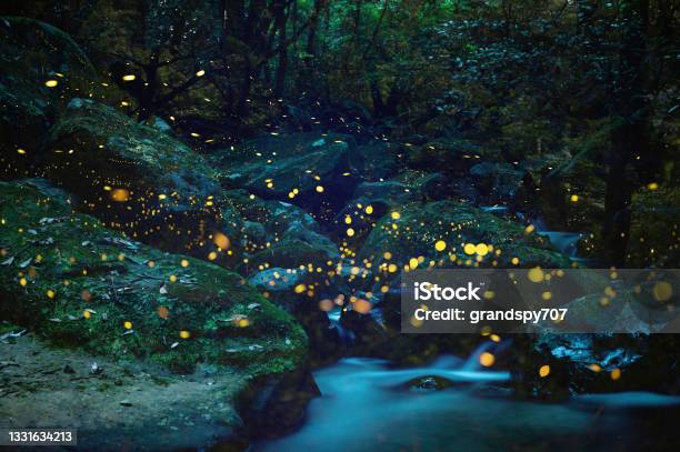 Fireflies Dancing In The Early Summer Night Sky Stock Photo - Download Image Now - Firefly, Japan, Forest