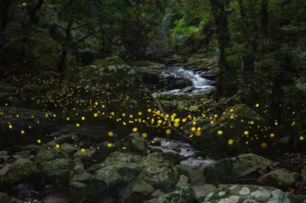 istock fireflies dancing in the early summer night sky 1331634222