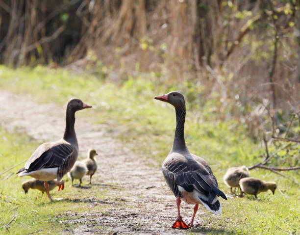 istock Greylag Goose (Anser anser) with Nestlings 1331634392