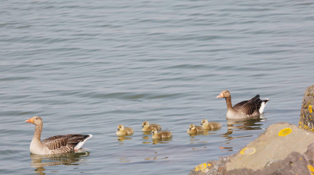 istock Greylag Goose (Anser anser) with Nestlings 1331634435