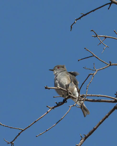 istock A Fire-eyed Diucon perches in central Chile 1331635477