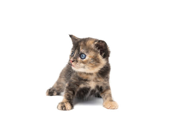 istock Gray kitten isolated on a white background.. 1331636534