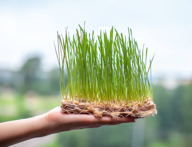 istock Sprouted wheat grains, micro-green in the hand close-up. 1331636572