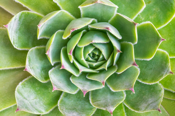 istock Sempervivum tectorum herbaceous plant 1331637438