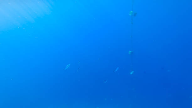 istock coral reef with beautiful sea fish 1331637728