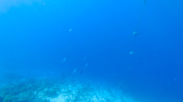 istock coral reef with beautiful sea fish 1331637749
