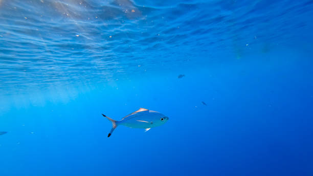 istock coral reef with beautiful sea fish 1331637765