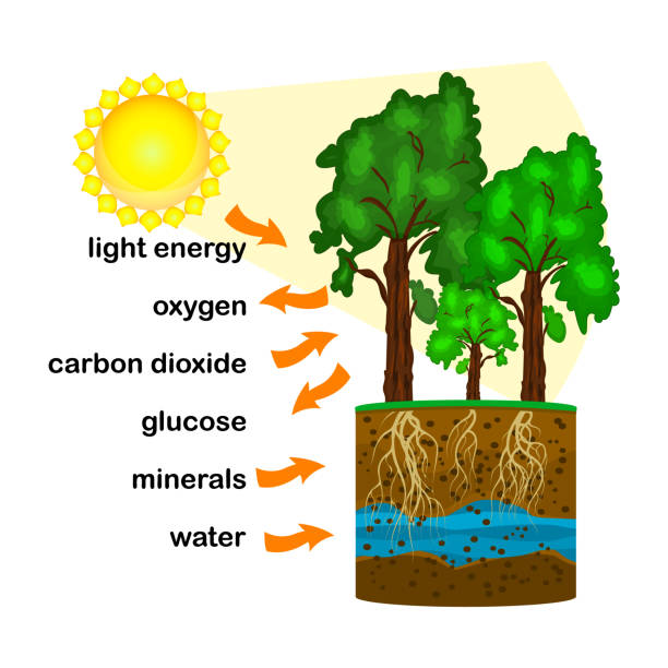 Photosynthesis diagram. Process of plant produce oxygen. Photosynthesis process labelled. Science education botany poster. Photosynthesis process poster with plant, text and arrows. Stock vector illustration co2 drawings stock illustrations