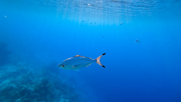 istock coral reef with beautiful sea fish 1331637934