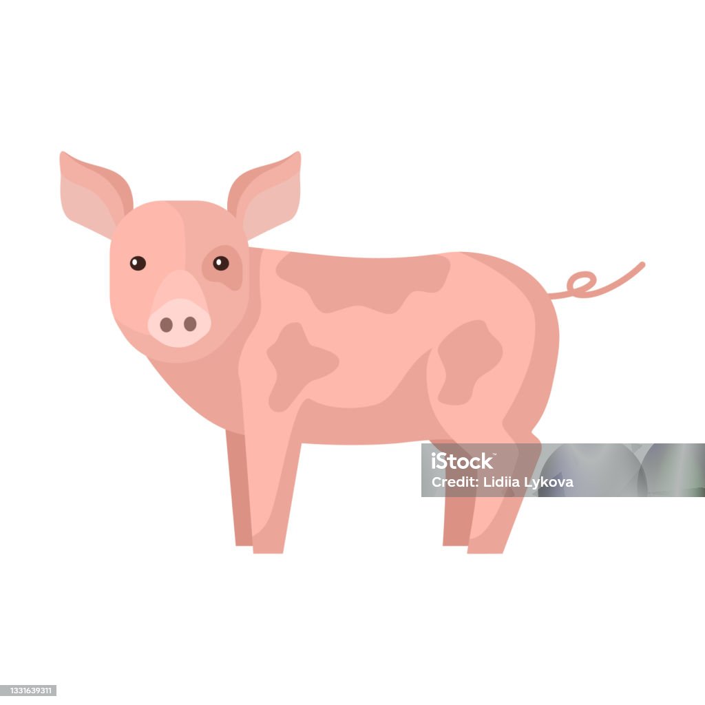 Cute pig isolated on white background. Funny cartoon character farm pink color. Cute pig isolated on white background. Funny cartoon character farm pink color. Flat animal for any purposes design. Vector illustration. Pig stock vector