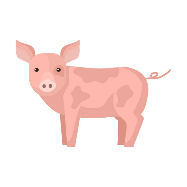 Cute pig isolated on white background. Funny cartoon character farm pink color. Cute pig isolated on white background. Funny cartoon character farm pink color. Flat animal for any purposes design. Vector illustration. pig stock illustrations