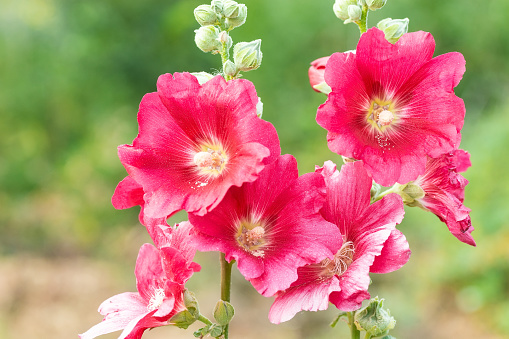 The hollyhock growing in a garden. Red pink Flower of a hollyhock close up on green blurring background.