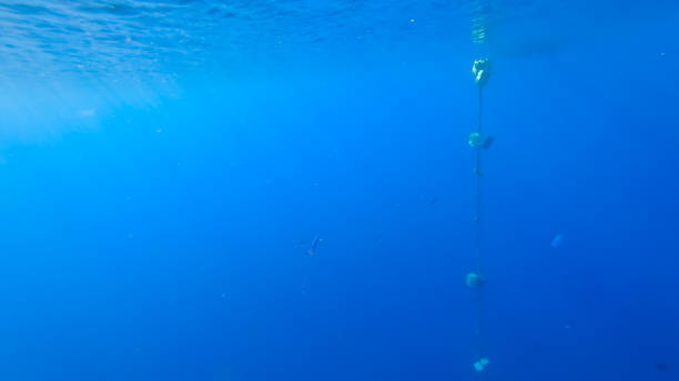 istock coral reef with beautiful sea fish 1331640574