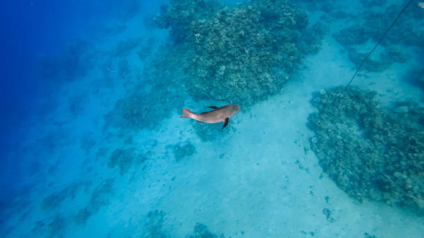 istock coral reef with beautiful sea fish 1331640619