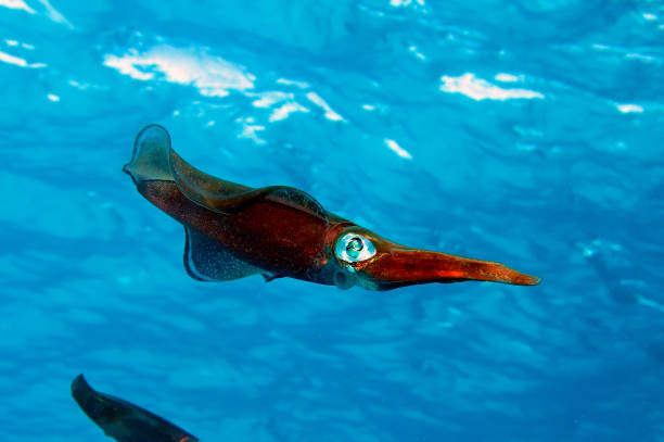 istock Diving in the Red Sea 1331640667