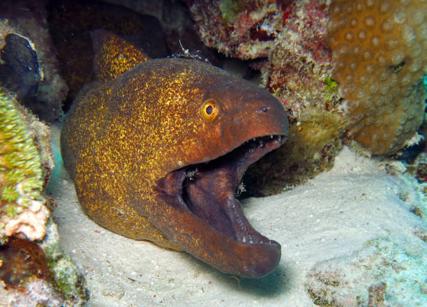 istock Diving in the Red Sea 1331641371