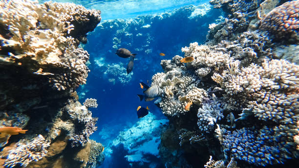 istock coral reef with beautiful sea fish 1331641378