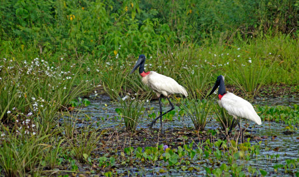 Fauna - Jabiru Storks in the Pantanal - Mato Grosso - Brazil stock photo