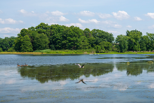 Summer scenery at John Heinz National Wildlife Refuge, Philadelphia, Pennsylvania, USA