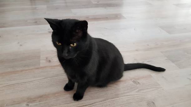 istock Close up of black cat 1331644455
