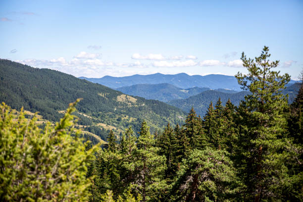 istock View on coniferous woods and Rocky mountains in Bulgaria. 1331645619