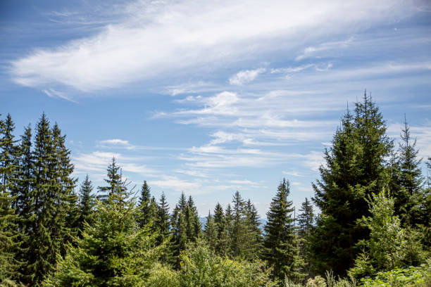 istock View on coniferous woods and Rocky mountains in Bulgaria. 1331645661