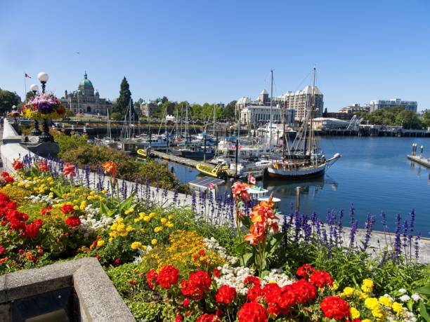 istock Inner Harbor in downtown of Victoria BC 1331647029