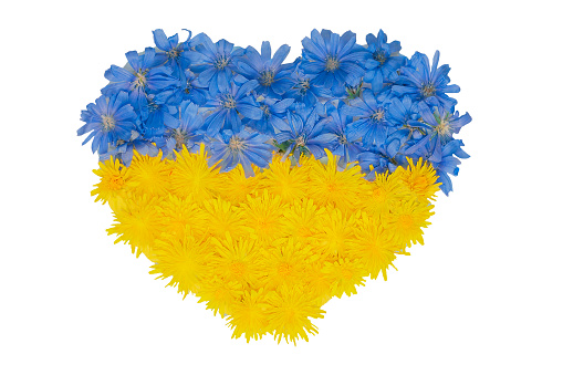 heart made of blue and yellow flowers on a white background. the concept of patriotism, national flag and independence of Ukraine