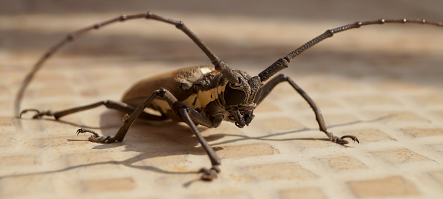 Closeup of Brown Locust. Locusts on the ground. Macro, close-up. Locust invasion. Selective focus
