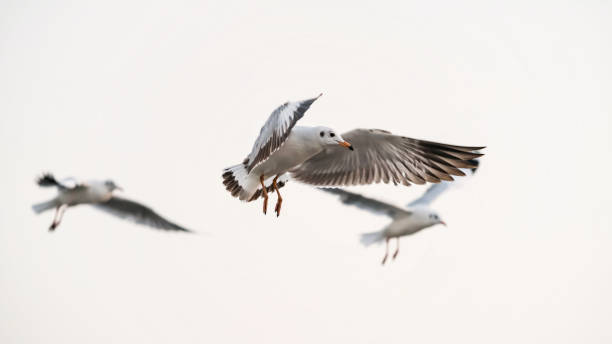 istock Seagulls fly in the sky at Bang Pu, Samut Prakan 1331650900