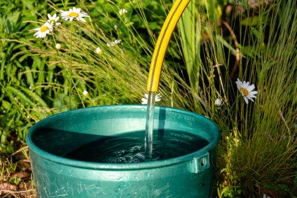 A bucket of water flowing from a rubber tube into a bucket in a summer garden, watering a flowerbed, flowers of a country house, chores at the dacha stock photo