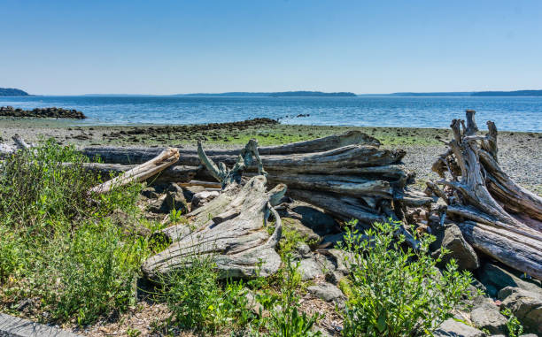 istock Shoreline Driftwood Pile 3 1331652630