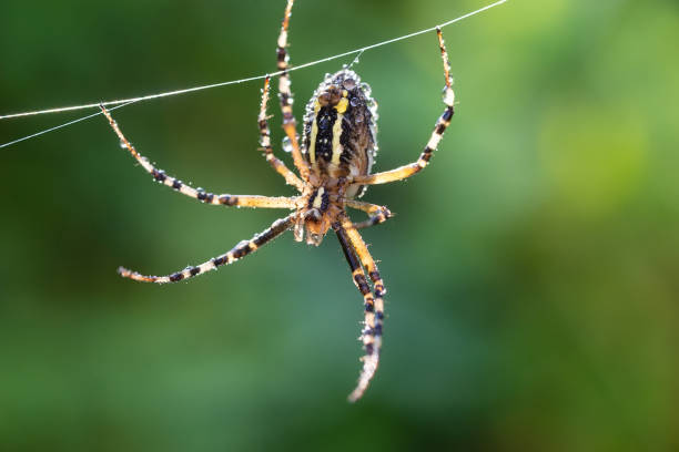 istock Yellow-black spider in her spiderweb - Argiope bruennichi 1331652711
