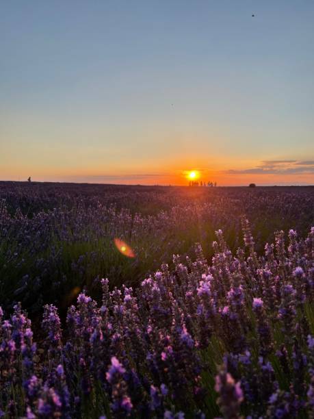 istock The sunset at the lavender field 1331654295