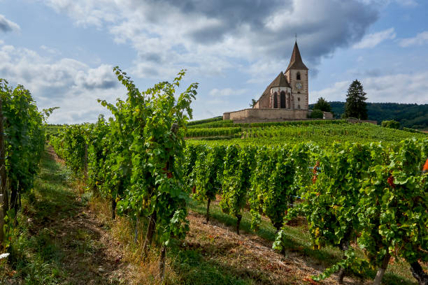 istock A little church between the vineyards in Alsace 1331654363