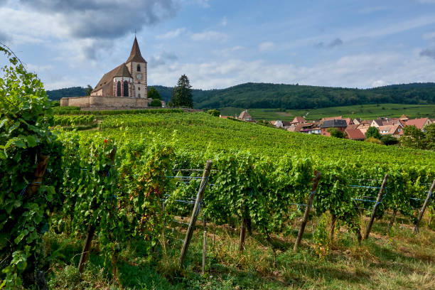 istock A little church between the vineyards in Alsace 1331654373