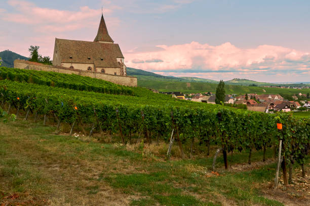 istock A little church between the vineyards in Alsace 1331654375