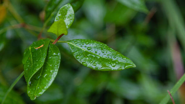 istock Green leaves with raindrops 1331654390